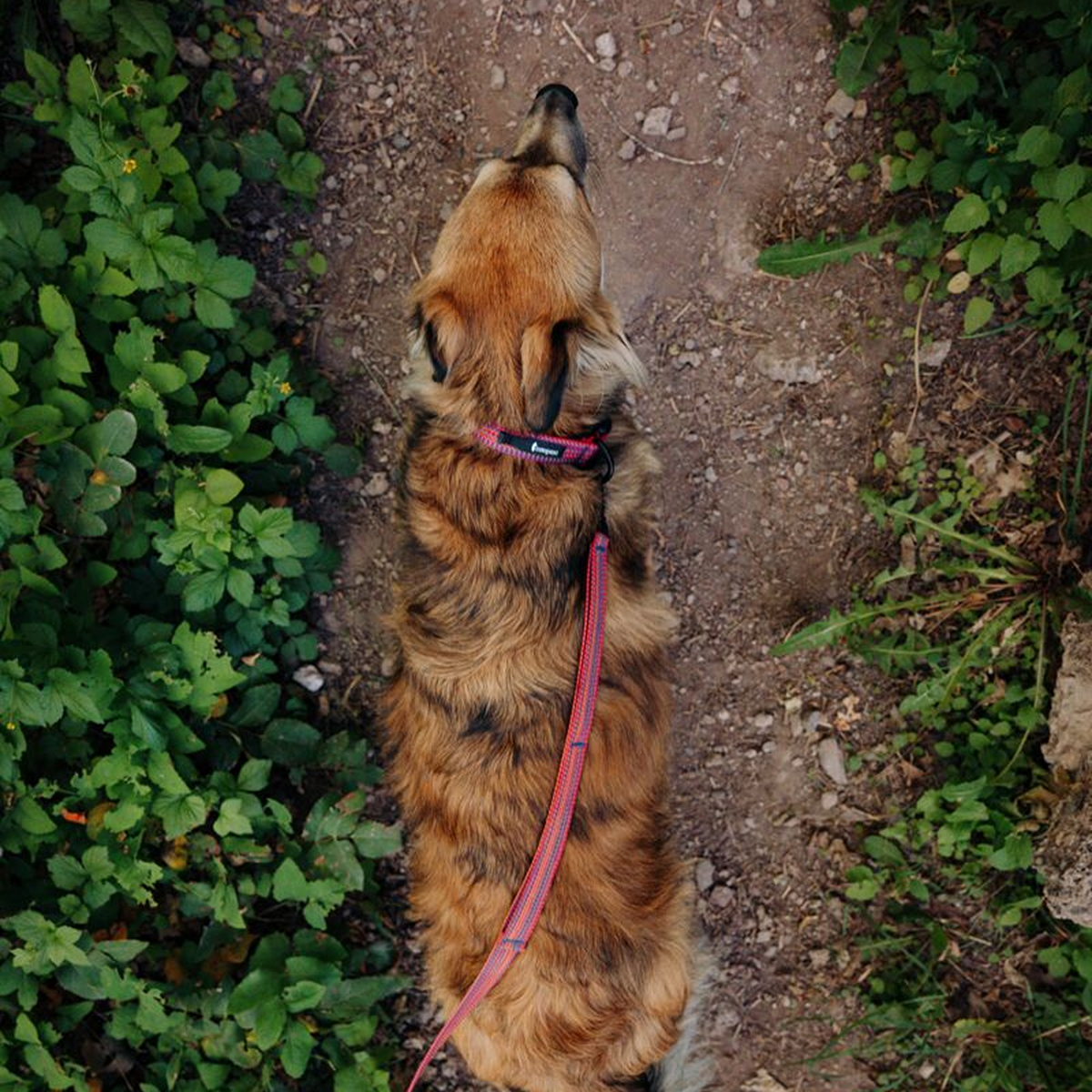 Del Día Dog Leash — image 4
