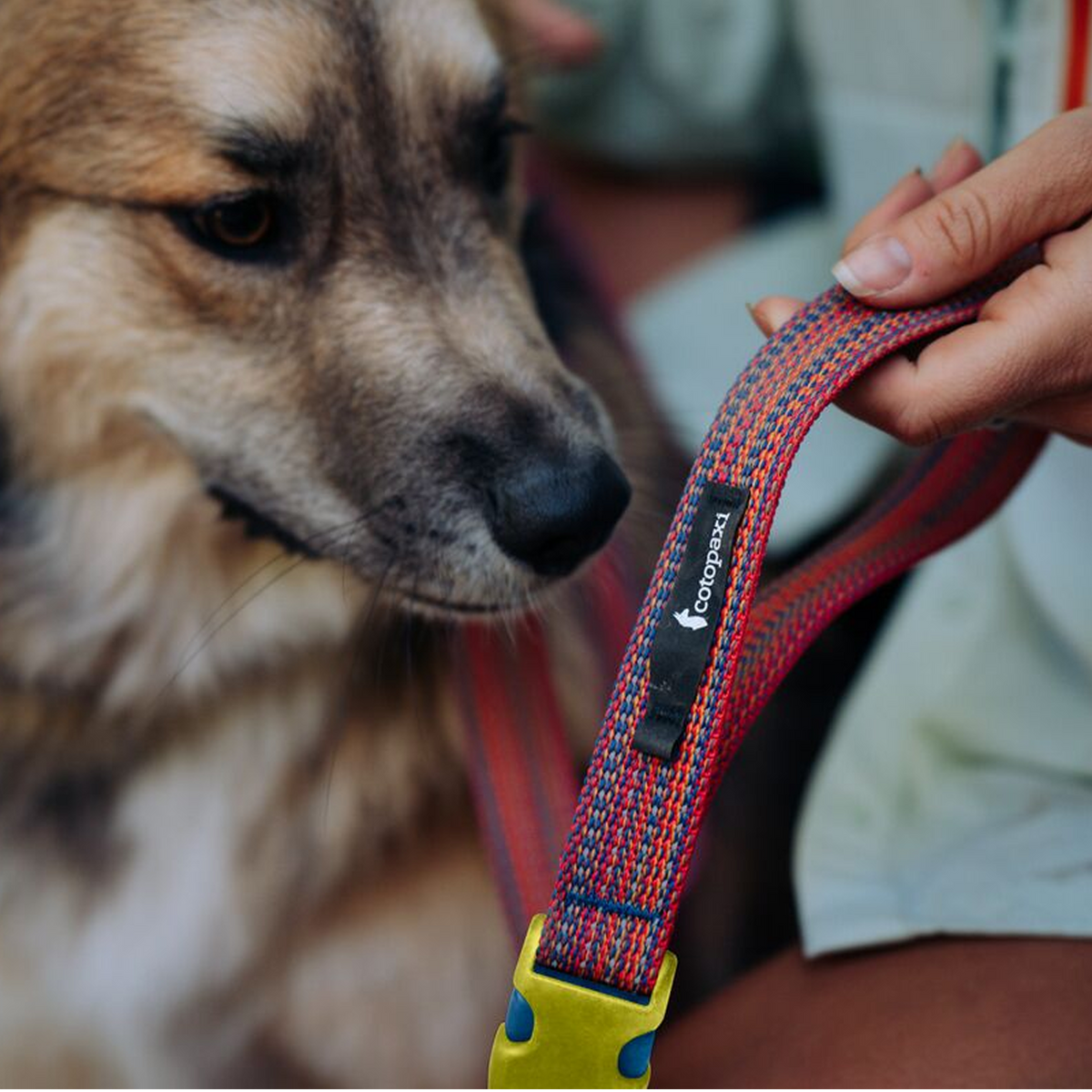 Del Día Dog Leash — image 6