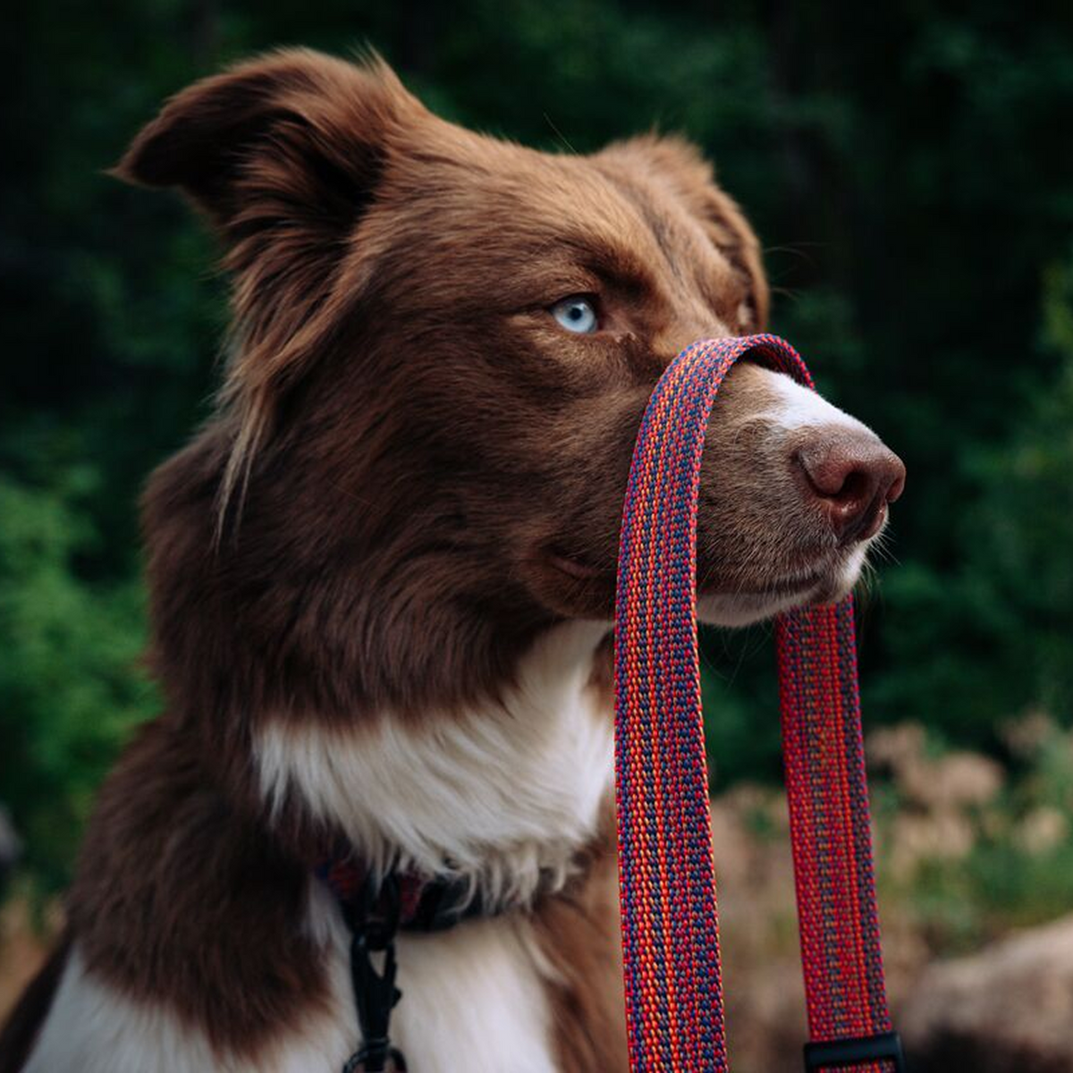 Del Día Dog Leash — image 7