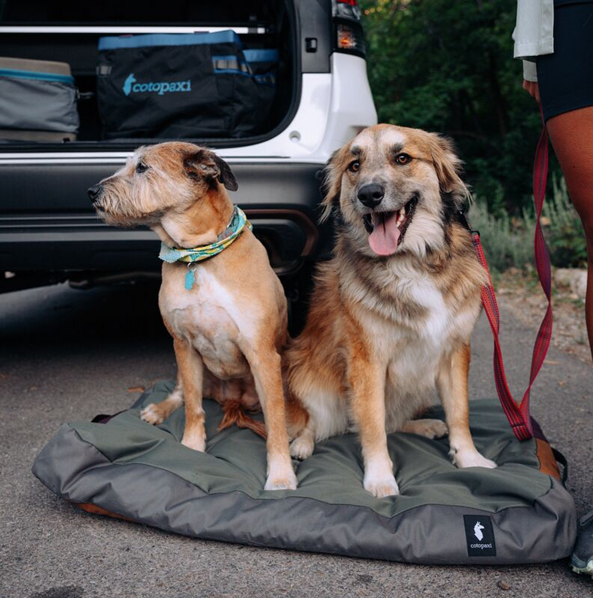 Del Día Dog Bed — image 6