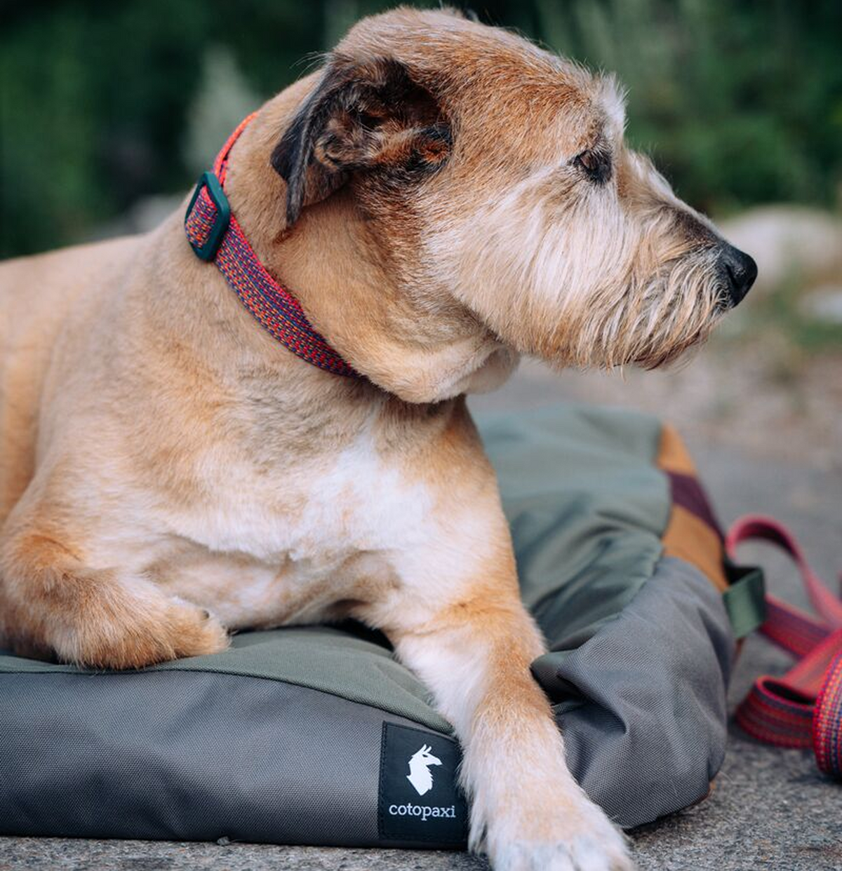 Del Día Dog Bed — image 5
