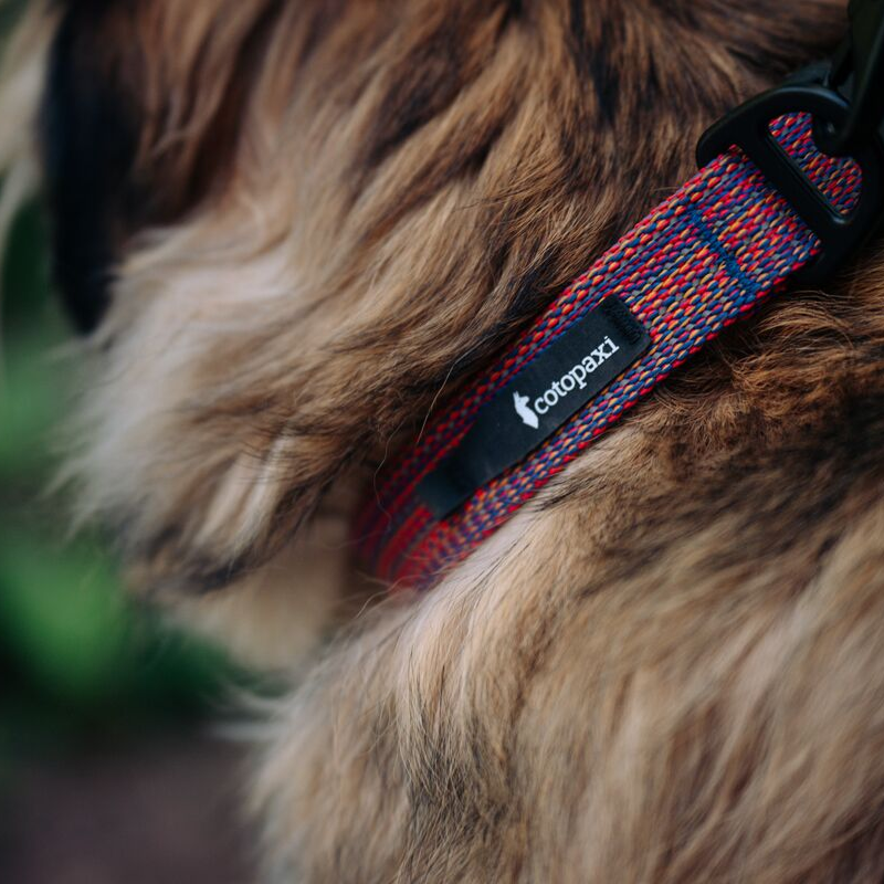 Del Día Dog Collar — image 7