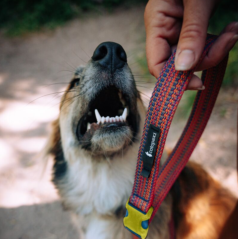 Del Día Dog Leash — image 8