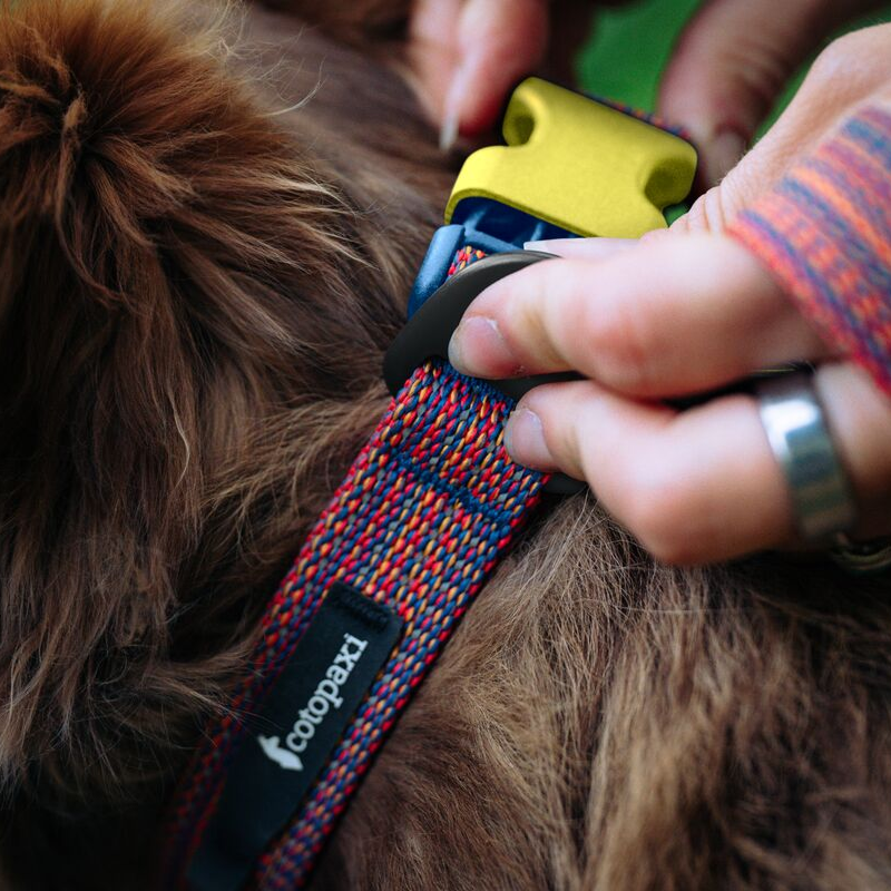 Del Día Dog Collar — image 8
