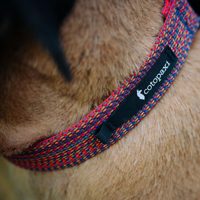 Del Día Dog Collar — image 5