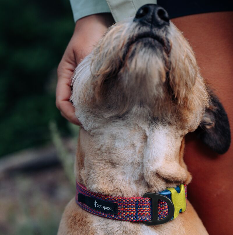 Del Día Dog Collar — image 3