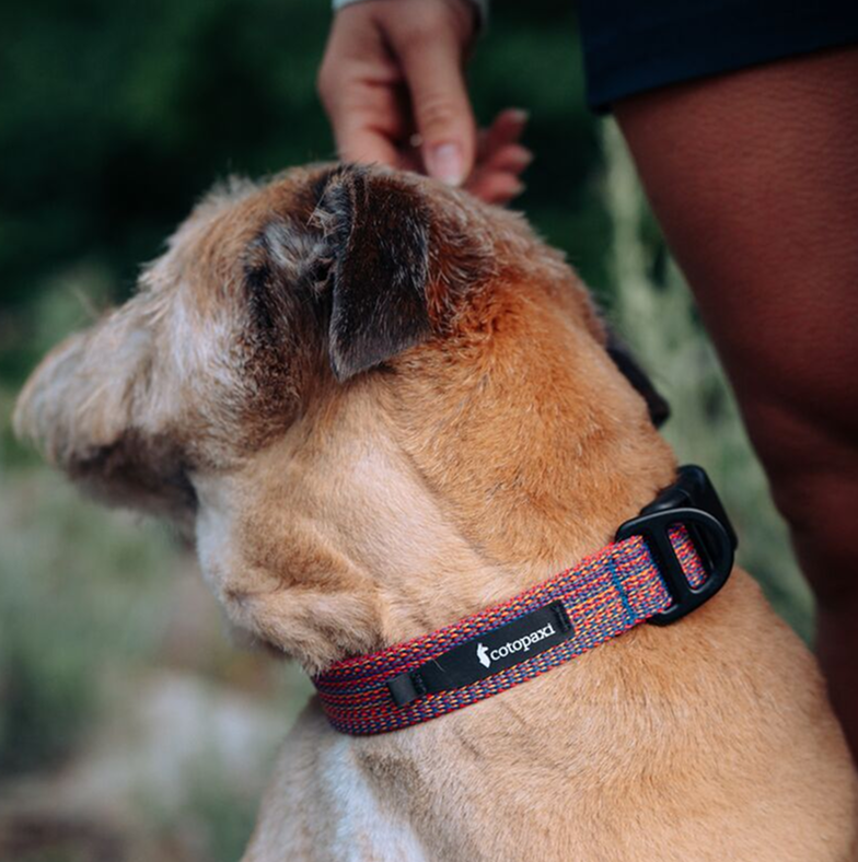 Del Día Dog Collar — image 4